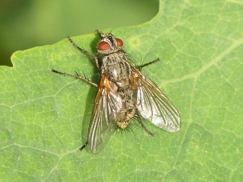 Macquartia sp.